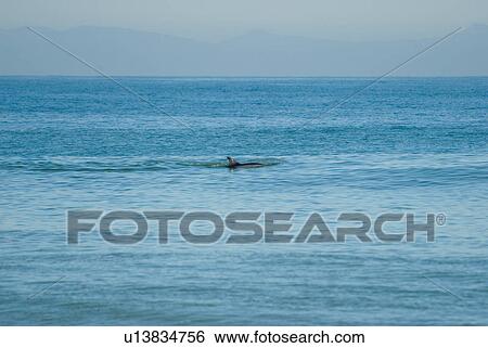 Stock Photograph - A single dolphin in the ocean. Fotosearch