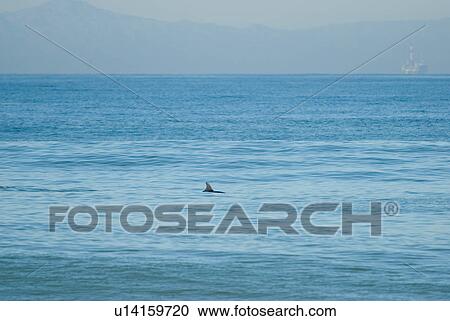 A single dolphin View Large Photo Image Stock Image - A single dolphin. Fotosearch