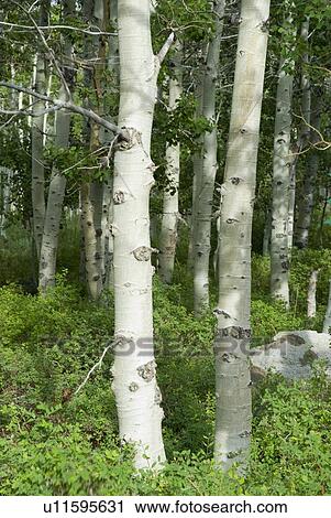 Birch trees View Large Photo Image Stock Image - Birch trees. Fotosearch