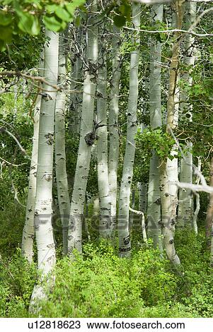 Stock Image - Birch trees. Fotosearch
