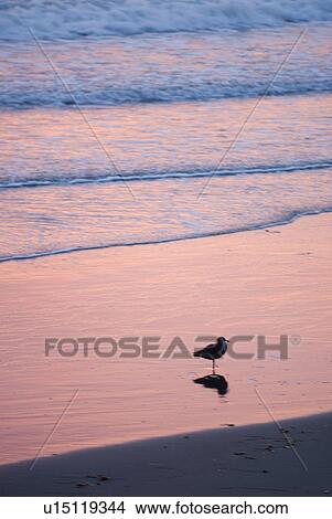 Picture - Bird on the beach. Fotosearch