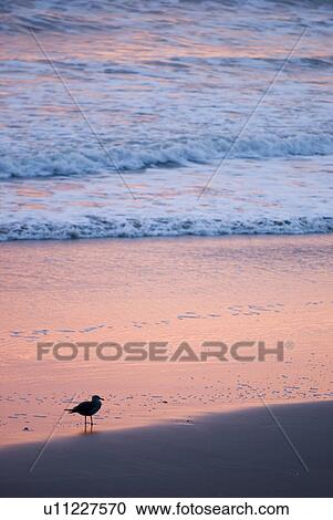 Stock Image - Bird on the beach. Fotosearch