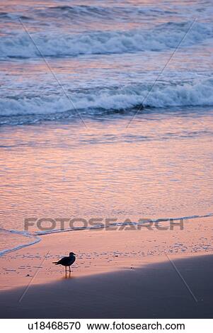 Stock Image - Bird on the beach. Fotosearch