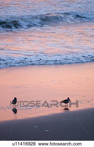 Birds on the beach View Large Photo Image Stock Photo - Birds on the beach. Fotosearch