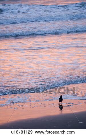 Stock Photo - Birds on the beach. Fotosearch