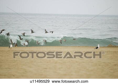 Birds on the coastline View Large Photo Image Stock Photo - Birds on the coastline. Fotosearch