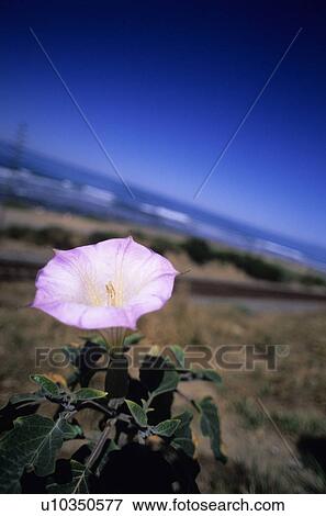 Stock Photo - Blooming flower on the beach. Fotosearch