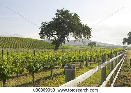 Stock Image - California vineyard. Fotosearch