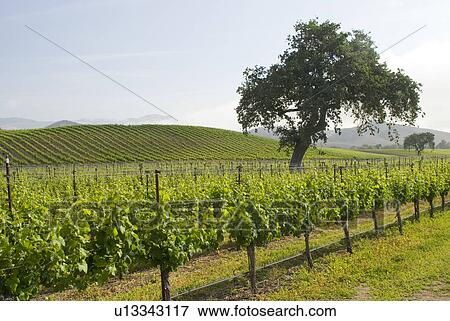 Stock Photo - California vineyard. Fotosearch
