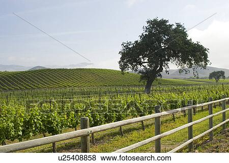 California vineyard View Large Photo Image Stock Photo - California vineyard. Fotosearch