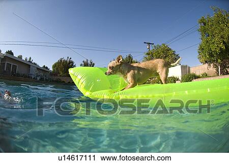 Chihuahua on a green raft in a pool View Large Photo Image Stock Image - Chihuahua on a green raft in a pool. Fotosearch