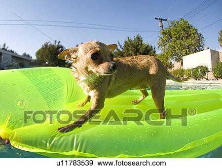 Chihuahua on a green raft in a pool View Large Photo Image Stock Photo - Chihuahua on a green raft in a pool. Fotosearch