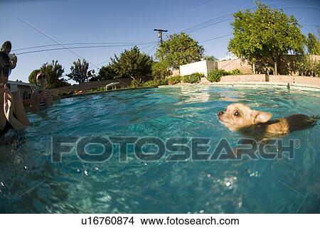 Picture - Chihuahua swimming in a pool. Fotosearch