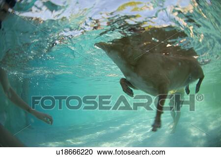 Stock Image - Chihuahua swimming in a pool. Fotosearch