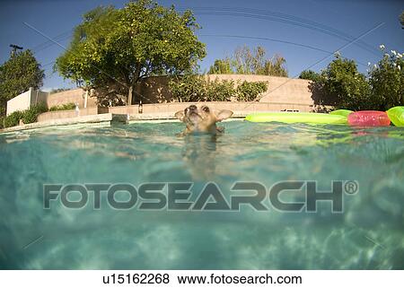 Stock Photo - Chihuahua swimming in a pool. Fotosearch