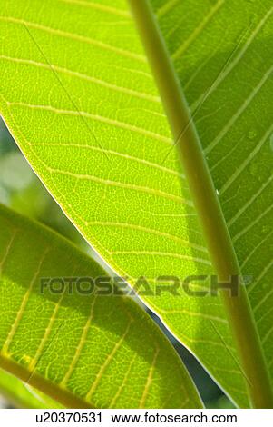 Stock Image - Close up of green leaf. Fotosearch