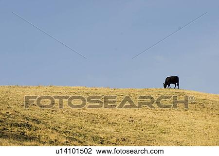 Stock Image - Cow on a hill. Fotosearch