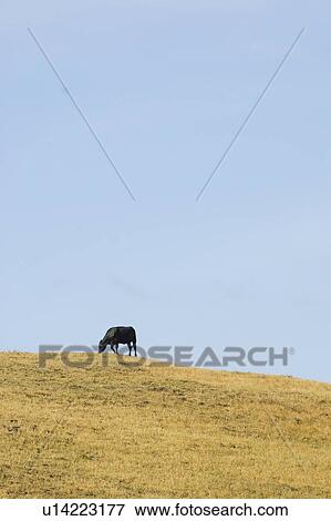 Stock Photo - Cow on a hill. Fotosearch