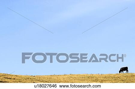 Stock Photograph - Cow on a hill top. Fotosearch