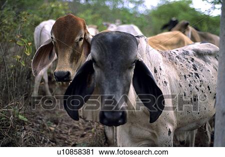 Stock Image - Cows in Costa Rica. Fotosearch