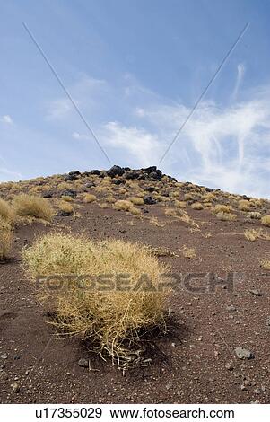 Desert brush View Large Photo Image Stock Photo - Desert brush. Fotosearch