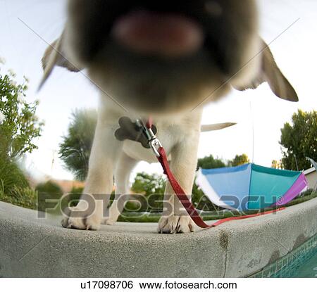 Stock Photograph - Dog nose outside of a pool. Fotosearch