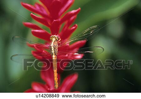Stock Photo - Dragon fly on tropical flower. Fotosearch