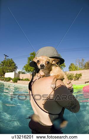 Female with her Chihuahua dog in the pool View Large Photo Image Stock Image - Female with her Chihuahua dog in the pool. Fotosearch