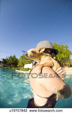 Female with her Chihuahua dog in the pool View Large Photo Image Stock Image - Female with her Chihuahua dog in the pool. Fotosearch