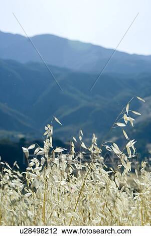 Stock Image - Flowering grass. Fotosearch
