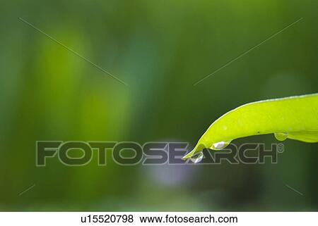 Fresh Droplet on Green Leaf View Large Photo Image Stock Photo - Fresh Droplet on Green Leaf. Fotosearch