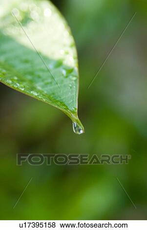 Fresh Droplet on Green Leaf View Large Photo Image Stock Photo - Fresh Droplet on Green Leaf. Fotosearch