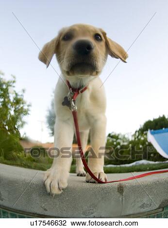 Golden Labrador Retriever puppy on the side of a pool View Large Photo Image Stock Image - Golden Labrador Retriever puppy on the side of a pool. Fotosearch