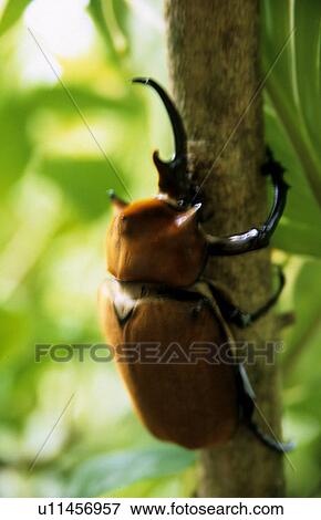 Stock Photo - Insect. Fotosearch