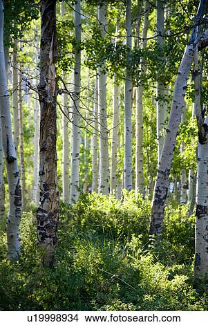 Picture - Looking through a forest of Aspen trees. Fotosearch