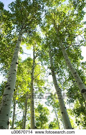 Picture - Looking through a forest of Aspen trees. Fotosearch