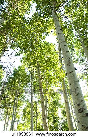 Stock Image - Looking through a forest of Aspen trees. Fotosearch