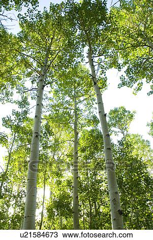 Stock Image - Looking through a forest of Aspen trees. Fotosearch