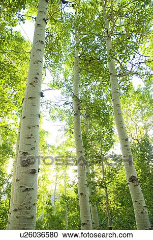 Stock Image - Looking through a forest of Aspen trees. Fotosearch
