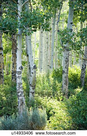 Looking through a forest of Aspen trees View Large Photo Image Stock Photograph - Looking through a forest of Aspen trees. Fotosearch