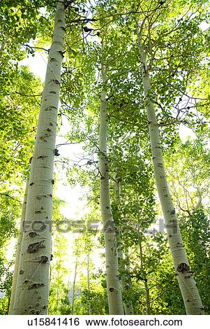 Stock Photograph - Looking through a forest of Aspen trees. Fotosearch
