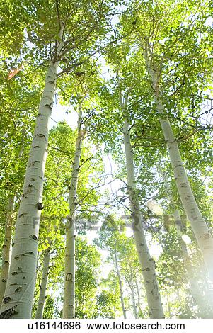 Stock Photograph - Looking through a forest of Aspen trees. Fotosearch