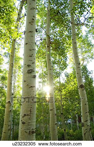Stock Photography - Looking through a forest of Aspen trees. Fotosearch