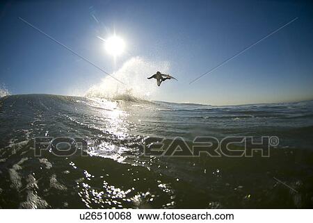 Stock Photo - Male surfing. Fotosearch