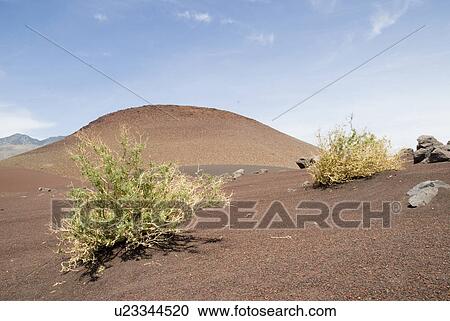 Stock Image - Mountain with bushes in the foreground. Fotosearch