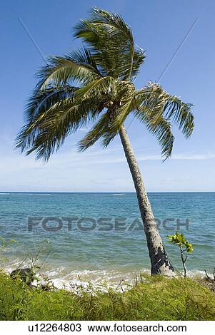 Palm tree in Hanalei Bay Princeville Kauai Hawaii USA View Large Photo Image Stock Image - Palm tree in Hanalei Bay Princeville Kauai Hawaii USA. Fotosearch