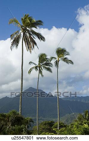 Stock Image - Palm trees and mountains. Fotosearch
