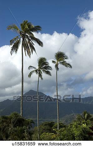 Stock Photo - Palm trees and mountains. Fotosearch