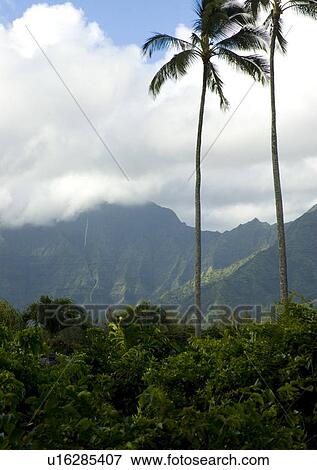 Palm Trees and mountains View Large Photo Image Stock Photo - Palm Trees and mountains. Fotosearch