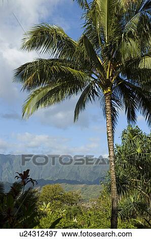 Palm Trees and mountains View Large Photo Image Stock Photo - Palm Trees and mountains. Fotosearch